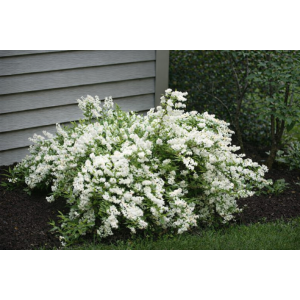 Trojpuk nežný (Deutzia gracilis) ´NIKKO´ - výška 15-25 cm, kont. C3L